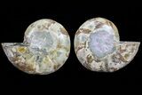 Cut & Polished Ammonite Fossil - Anapuzosia? #72958-1